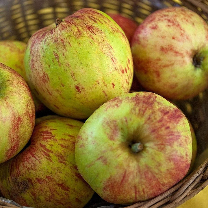 Malus 'Gravensteiner' ~ Gravensteiner Apple-ServeScape