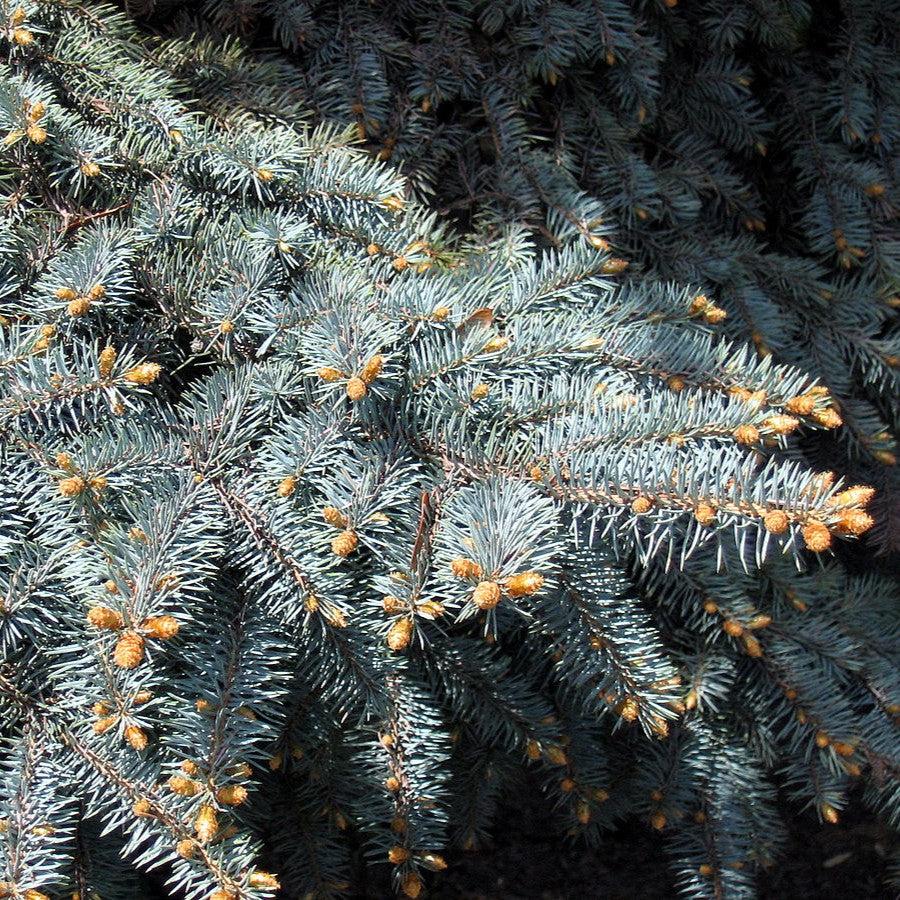 Picea pungens var 'Glauca'~ Colorado Blue Spruce-ServeScape