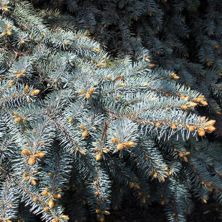 Picea pungens var 'Glauca'~ Colorado Blue Spruce-ServeScape