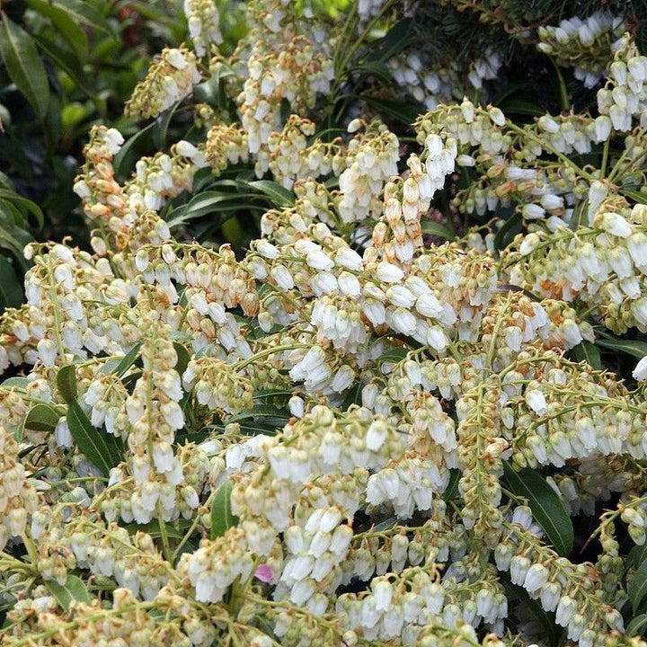 Pieris japonica 'Purity' ~ Purity Andromeda-ServeScape
