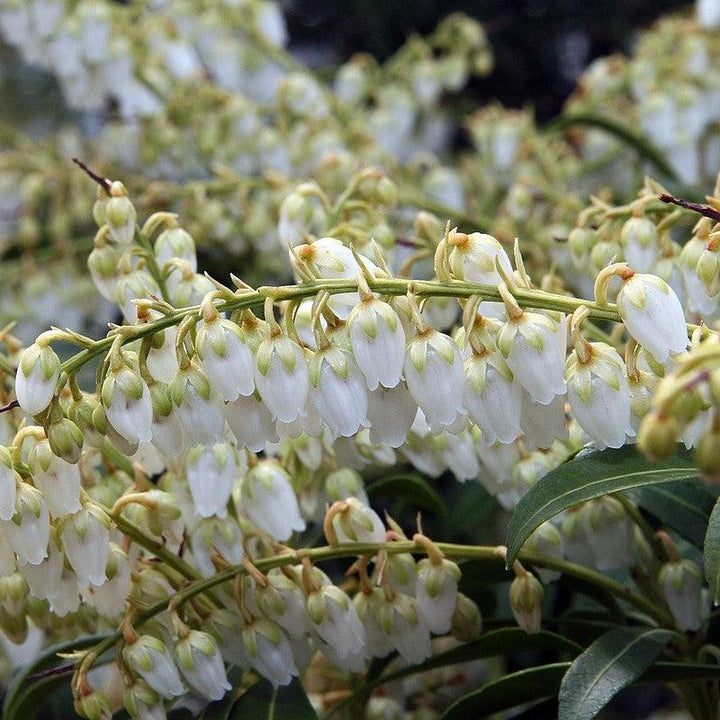 Pieris japonica 'Purity' ~ Purity Andromeda-ServeScape