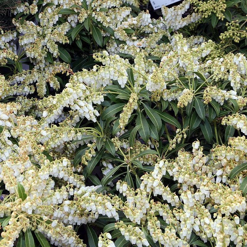 Pieris japonica 'Purity' ~ Purity Andromeda-ServeScape