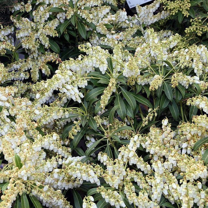 Pieris japonica 'Purity' ~ Purity Andromeda-ServeScape