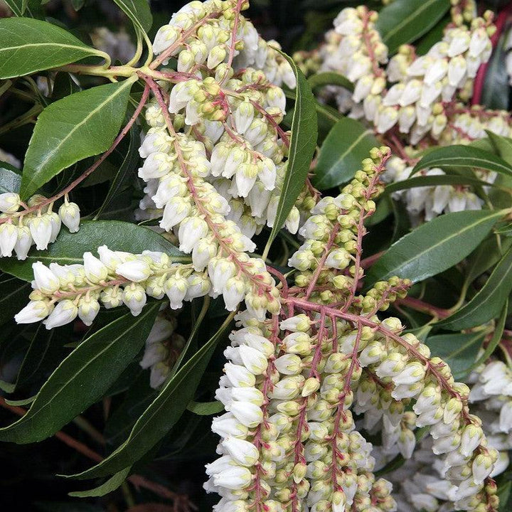 Pieris japonica 'Scarlet O'Hara' ~ Scarlet O'Hara Andromeda-ServeScape