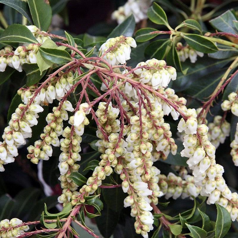 Pieris japonica 'Scarlet O'Hara' ~ Scarlet O'Hara Andromeda-ServeScape