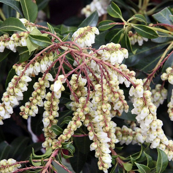 Pieris japonica 'Scarlet O'Hara' ~ Scarlet O'Hara Andromeda-ServeScape