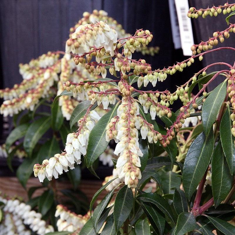Pieris japonica 'Scarlet O'Hara' ~ Scarlet O'Hara Andromeda-ServeScape