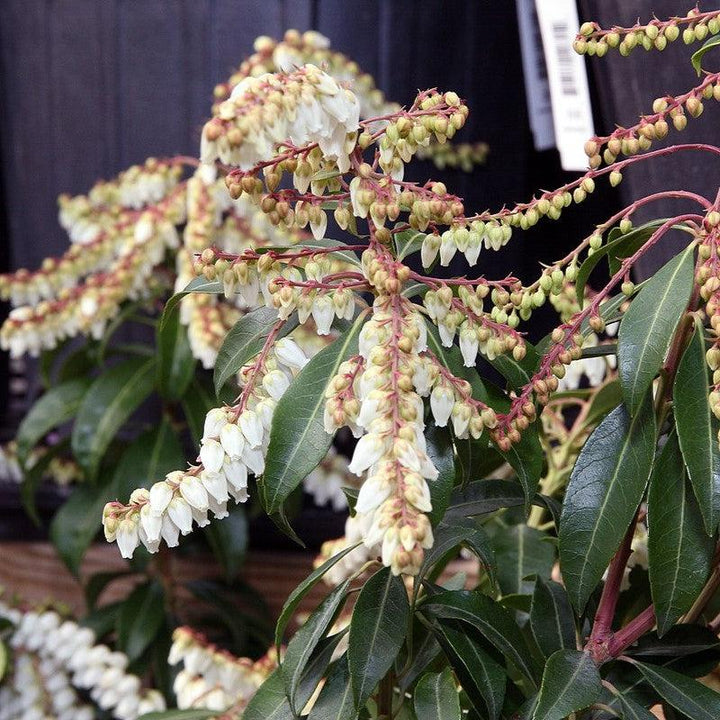 Pieris japonica 'Scarlet O'Hara' ~ Scarlet O'Hara Andromeda-ServeScape