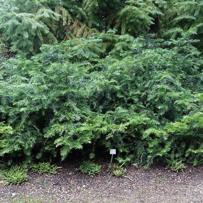 Cephalotaxus harringtonia 'Fritz Huber' ~ Fritz Huber Japanese Plum Yew-ServeScape