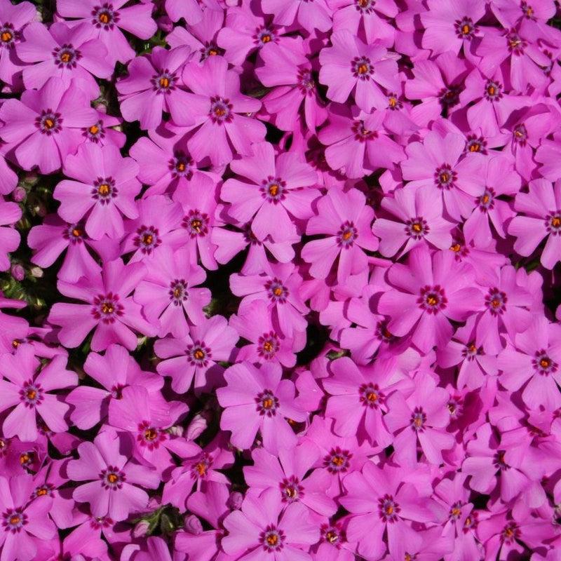 Phlox subulata 'Spring Dark Pink' ~ Spring Dark Pink Creeping Phlox-ServeScape