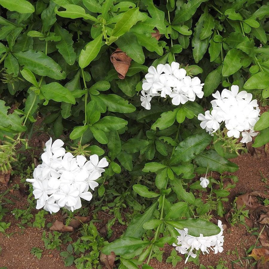 Plumbago auriculata 'alba' ~ White Plumbago-ServeScape