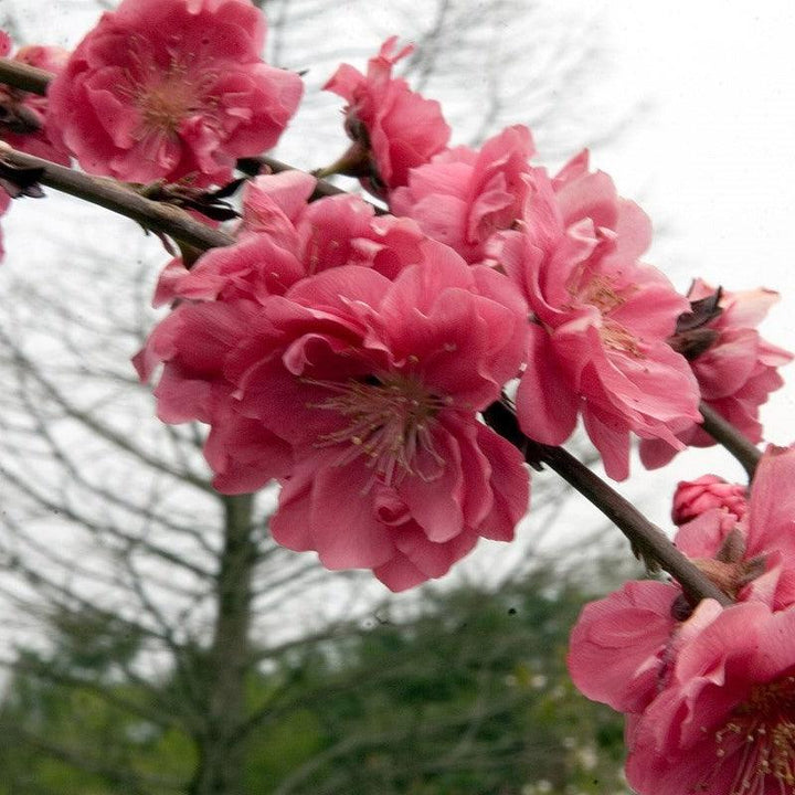 Prunus persica 'Crimson Cascade' ~ Crimson Cascade Weeping Peach-ServeScape