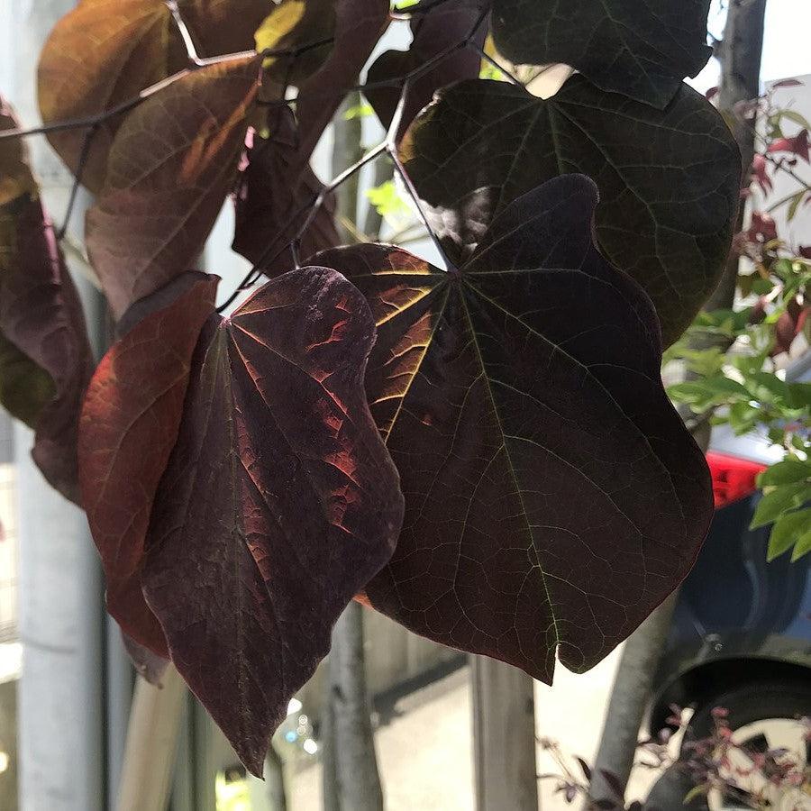 Cercis canadensis 'JN21' PP32138 ~ Sparkling Wine™ Redbud-ServeScape