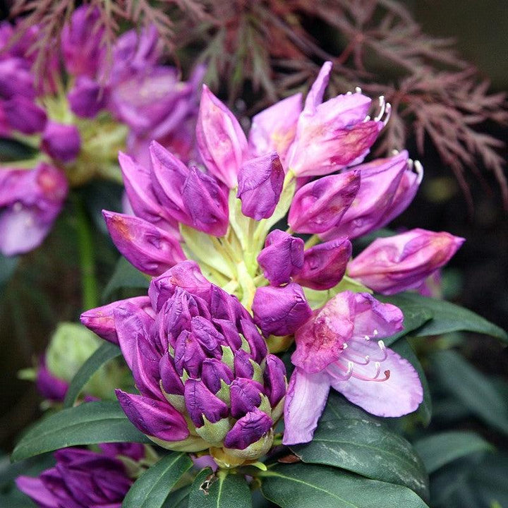 Rhododendron 'Purpureum Elegans' ~ Purpureum Elegans Rhododendron-ServeScape