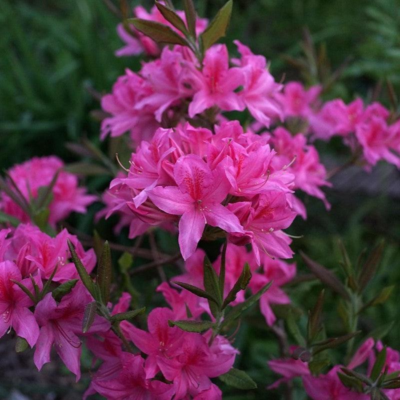 Rhododendron 'Rosey Lights' ~ Rosey Lights Azalea-ServeScape