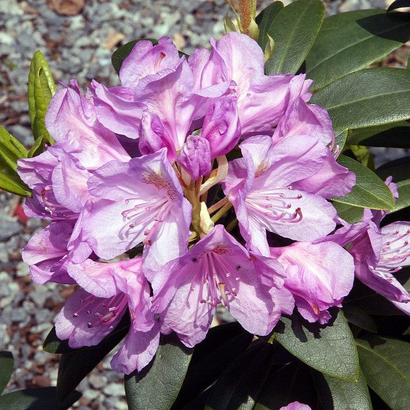 Rhododendron catawbiense 'Grandiflorum' ~ Grandiflorum Catawba Rhododendron-ServeScape