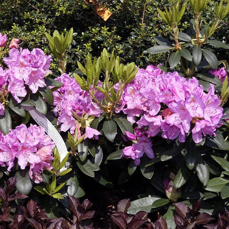 Rhododendron catawbiense 'Grandiflorum' ~ Grandiflorum Catawba Rhododendron-ServeScape