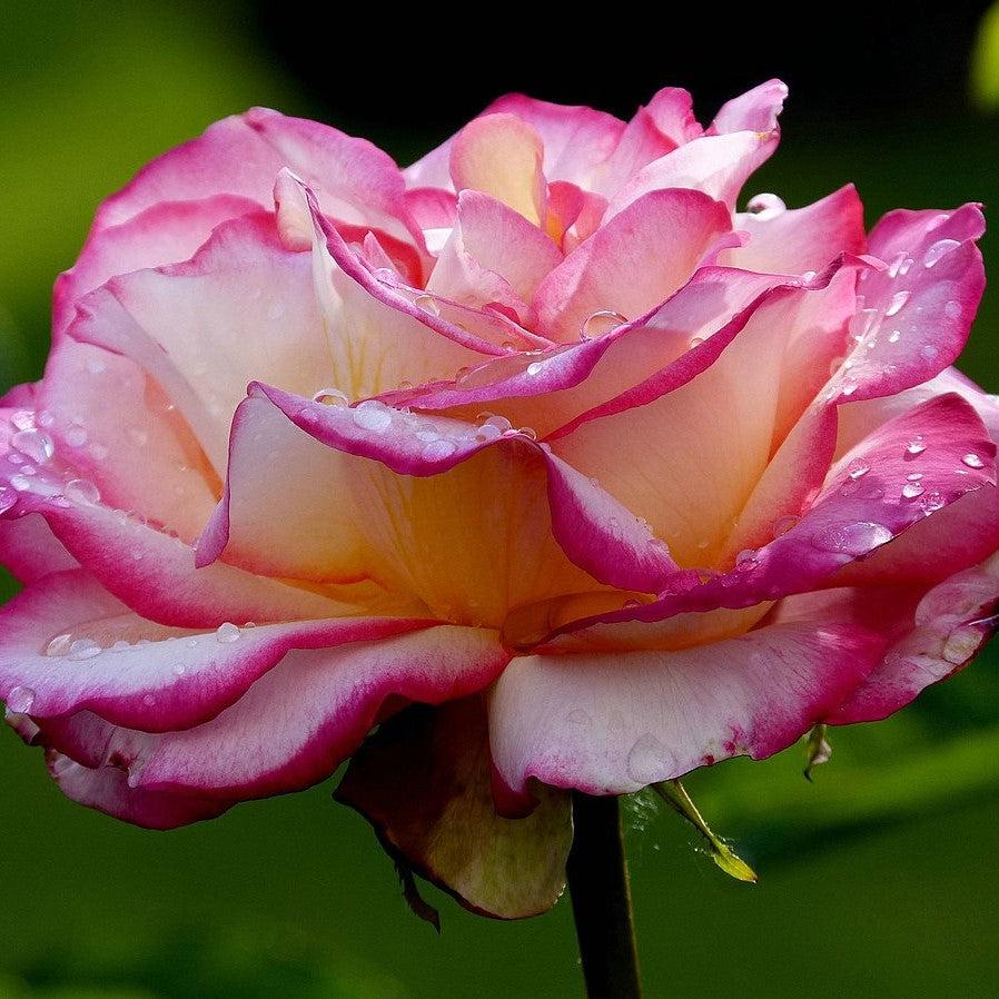 Rosa 'Meiryezza' PP #30,844 ~ Grace N' Grit™ Pink Bicolor Shrub Rose-ServeScape