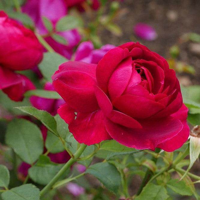 Rosa 'Darcey Bussell' ~ Darcey Bussell Rose-ServeScape
