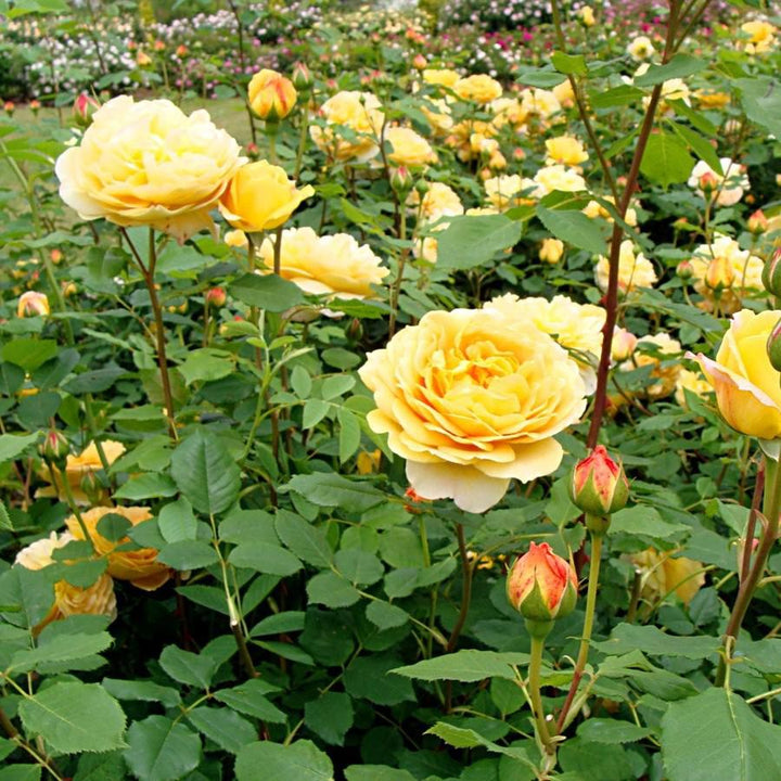 Rosa 'AUSgold ~ Golden Celebration Rose-ServeScape