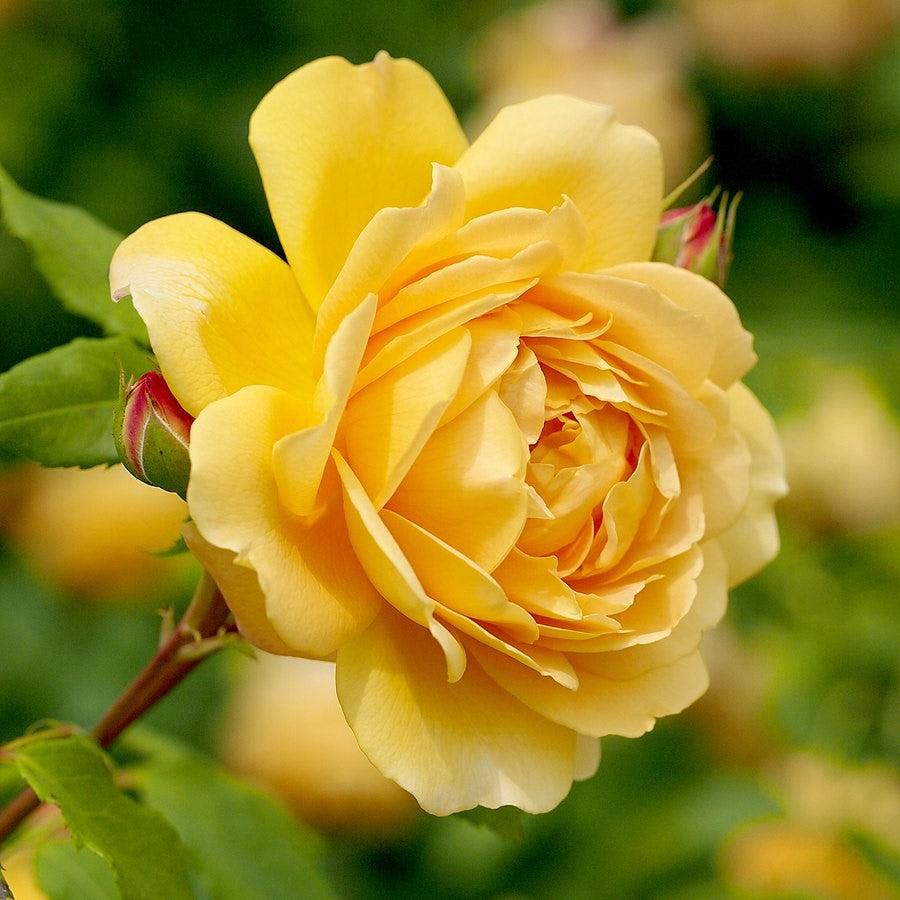 Rosa 'AUSgold ~ Golden Celebration Rose-ServeScape