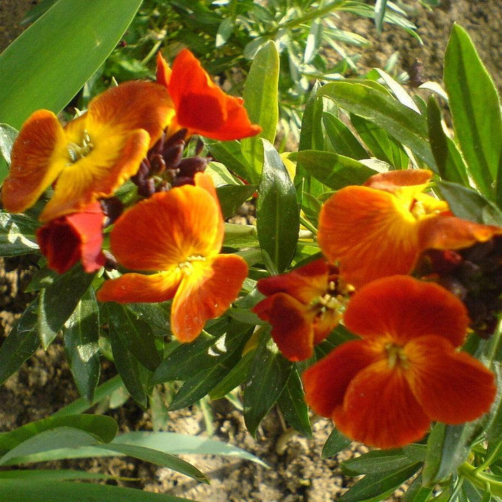 Erysimum cheiri 'Sugar Rush Orange' ~ Sugar Rush™ Orange Wallflower-ServeScape