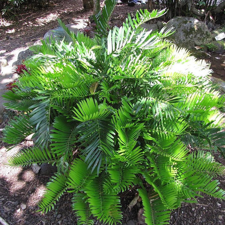 Zamia integrifolia ~ Coontie Palm-ServeScape