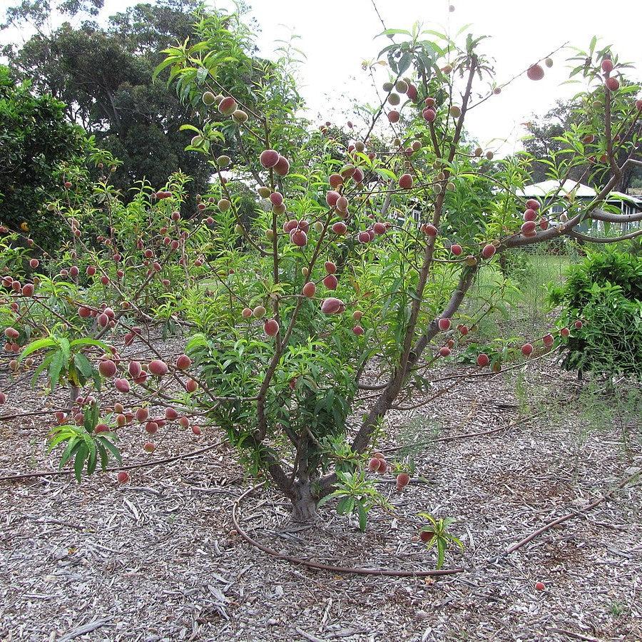 Prunus persica 'Florida Prince' ~ Florida Prince Peach-ServeScape