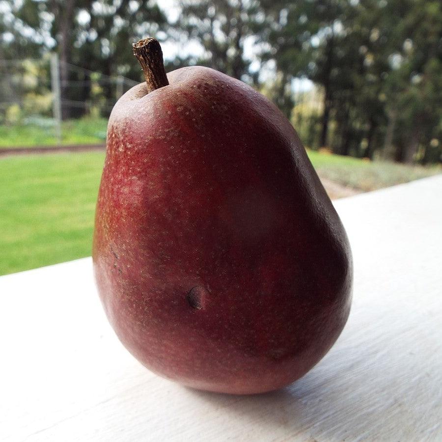 Pyrus communis 'Red D'Anjou' ~ Red D'Anjou Pear-ServeScape