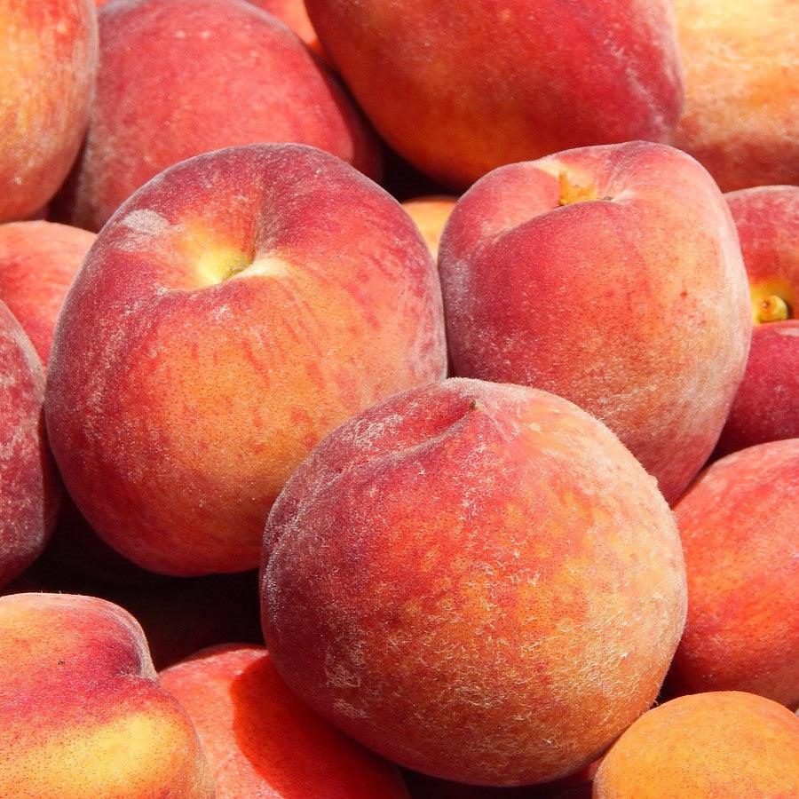 Prunus persica 'Florida Prince' ~ Florida Prince Peach-ServeScape