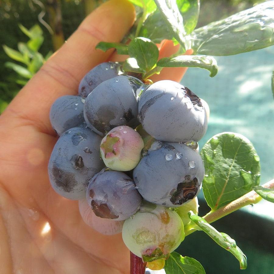 Vaccinium 'Emerald' ~ Emerald Blueberry-ServeScape