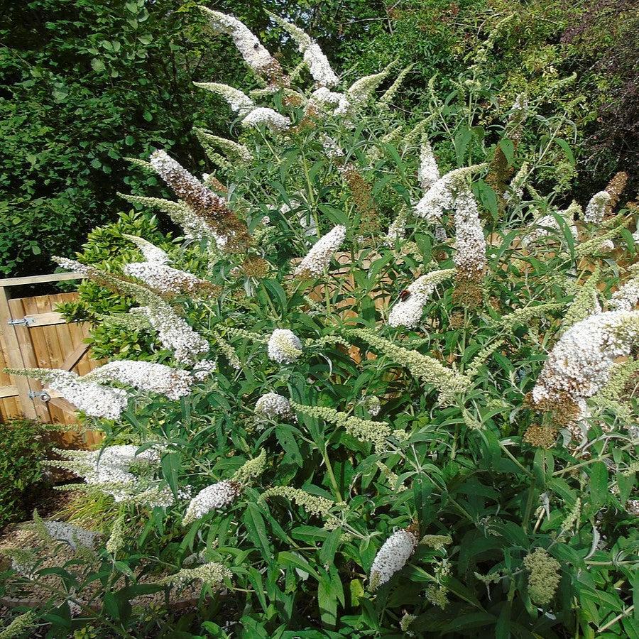 Buddleia davidii 'MBU08/3' ~ Butterfly Towers™ White Butterfly Bush-ServeScape