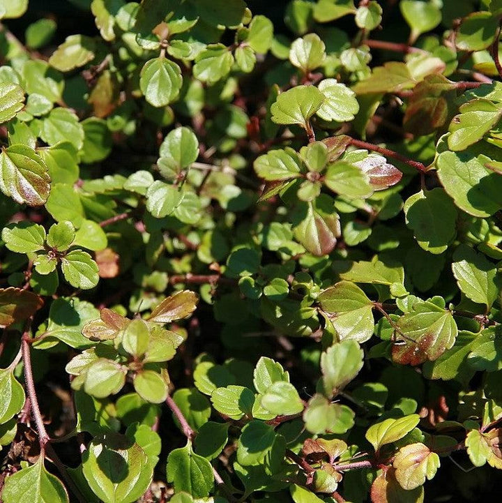 Veronica 'Waterperry Blue' ~ Waterperry Blue Veronica-ServeScape