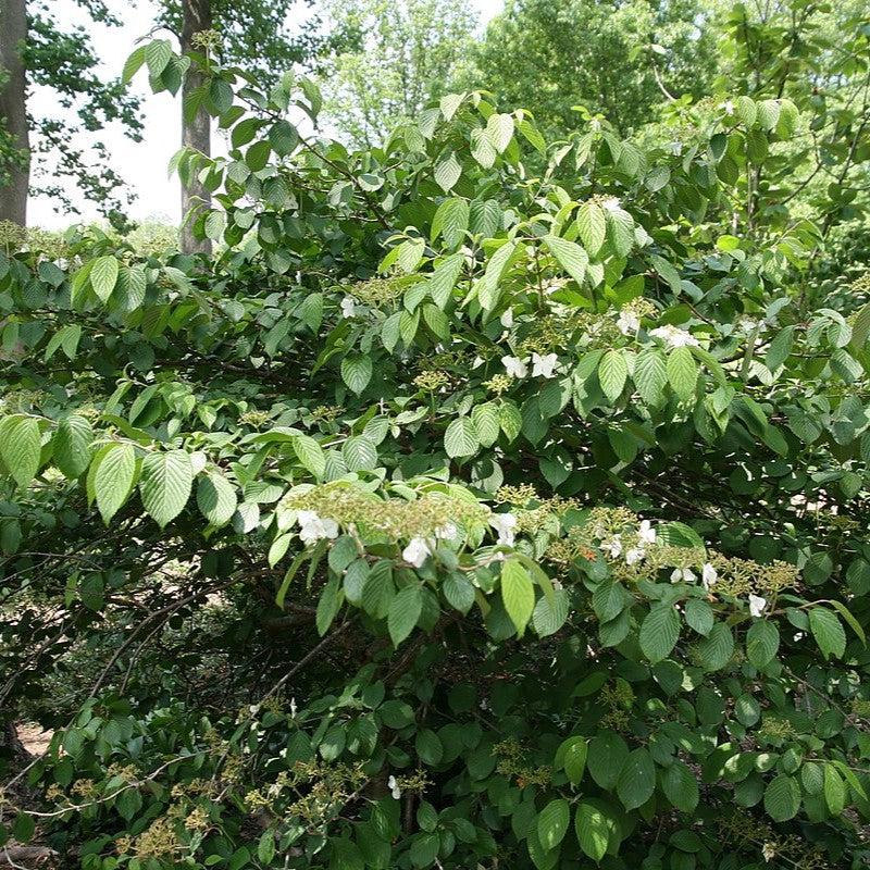 Viburnum plicatum tomentosum 'Shoshoni' ~ Shoshoni Viburnum-ServeScape