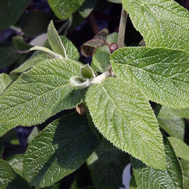 Viburnum × rhytidophylloides 'Alleghany' ~ Alleghany Viburnum-ServeScape