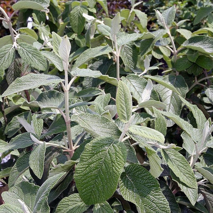 Viburnum × rhytidophylloides 'Alleghany' ~ Alleghany Viburnum-ServeScape