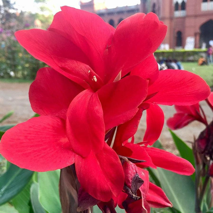 Canna 'Kreta' ~ Kreta Canna Lily-ServeScape