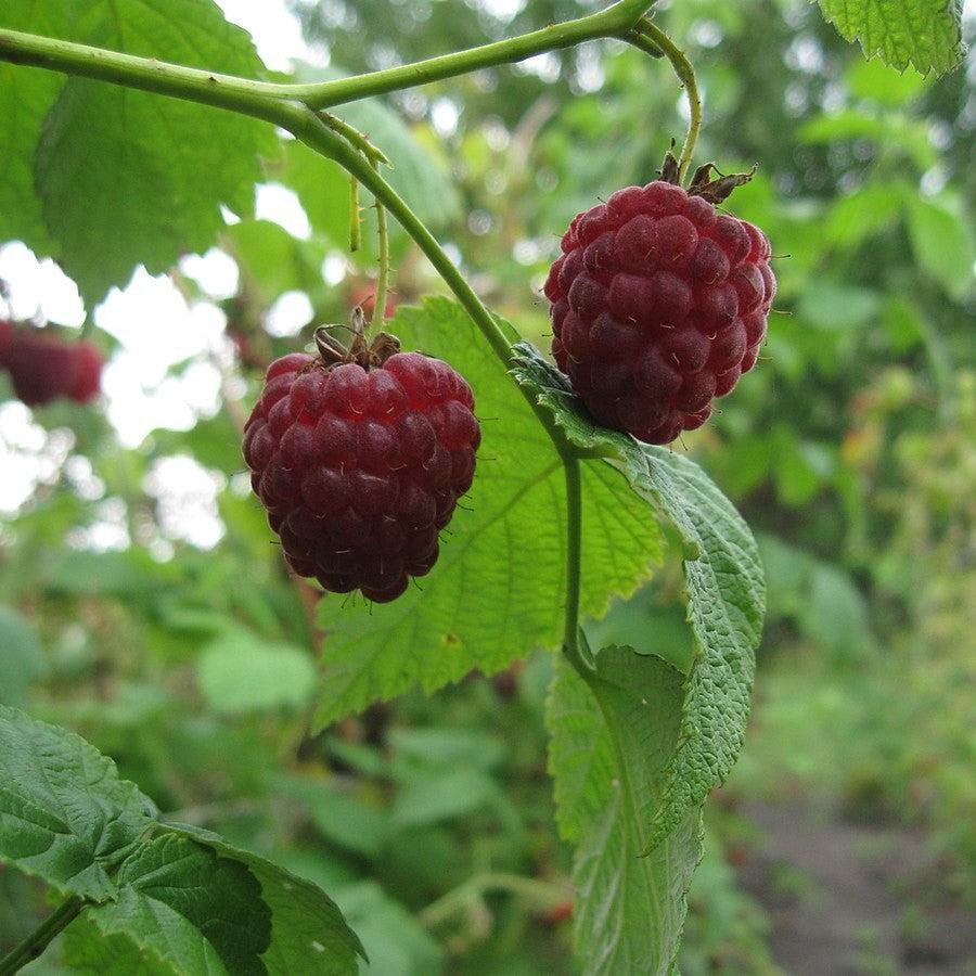 Rubus idaeus 'Meeker' ~ Meeker Raspberry-ServeScape