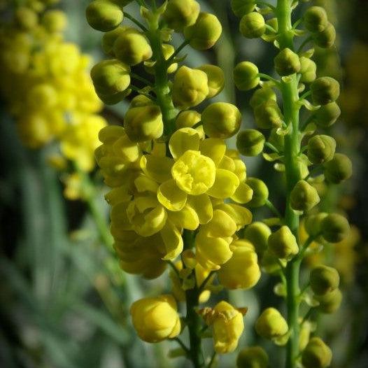 Mahonia confusa 'Narihira' ~ Narihira Mahonia-ServeScape