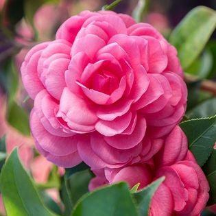 Camellia japonica 'Early Autumn' ~ Early Wonder® Camellia-ServeScape