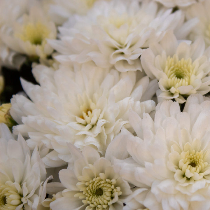 Chrysanthemum x morifolium 'Chelsey White' ~ Chelsey™ White Mum-ServeScape