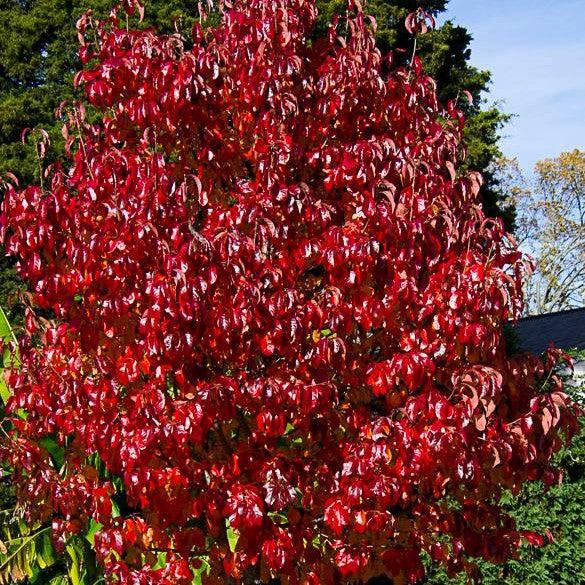 Nyssa sylvatica 'Haymanred' ~ Red Rage® Blackgum-ServeScape