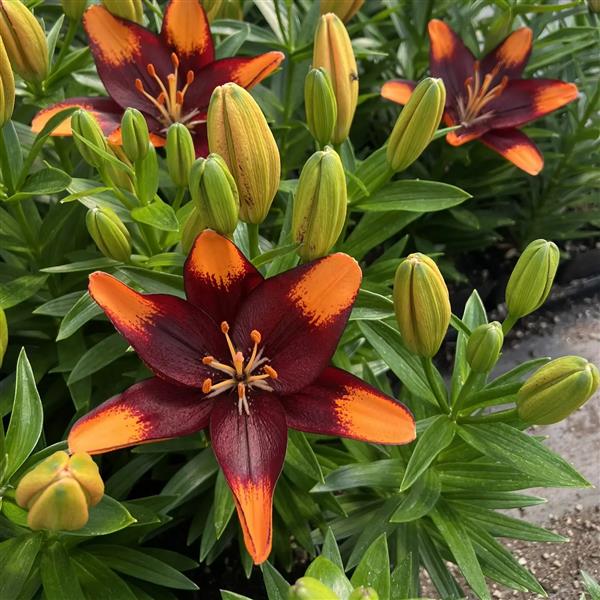 Lilium 'Tiny Lion' ~ Tiny Lion Asiatic Lily-ServeScape