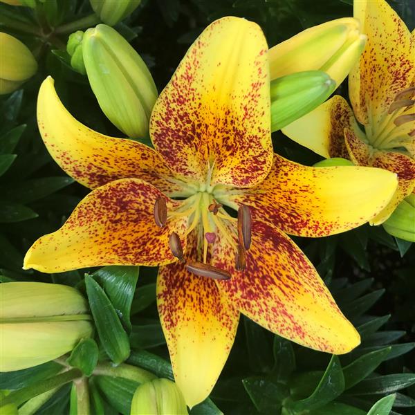 Lilium 'Tiny Nugget' ~ Tiny Nugget Asiatic Lily-ServeScape