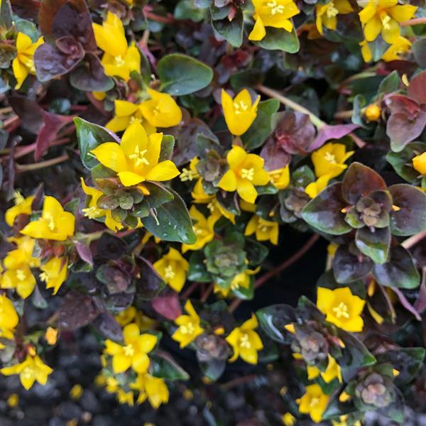 Lysimachia congestiflora 'Persian Chocolate' ~ Persian Chocolate Creeping Jenny-ServeScape