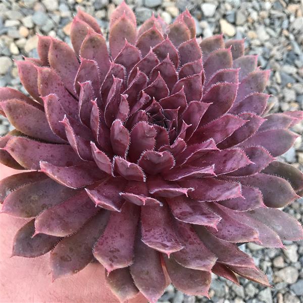 Sempervivum 'Centennial' ~ Centennial Hens and Chicks-ServeScape