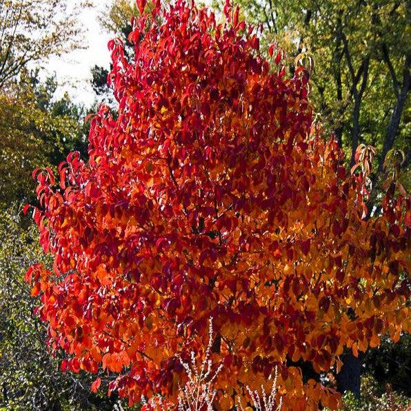 Nyssa sylvatica 'Haymanred' ~ Red Rage® Blackgum-ServeScape