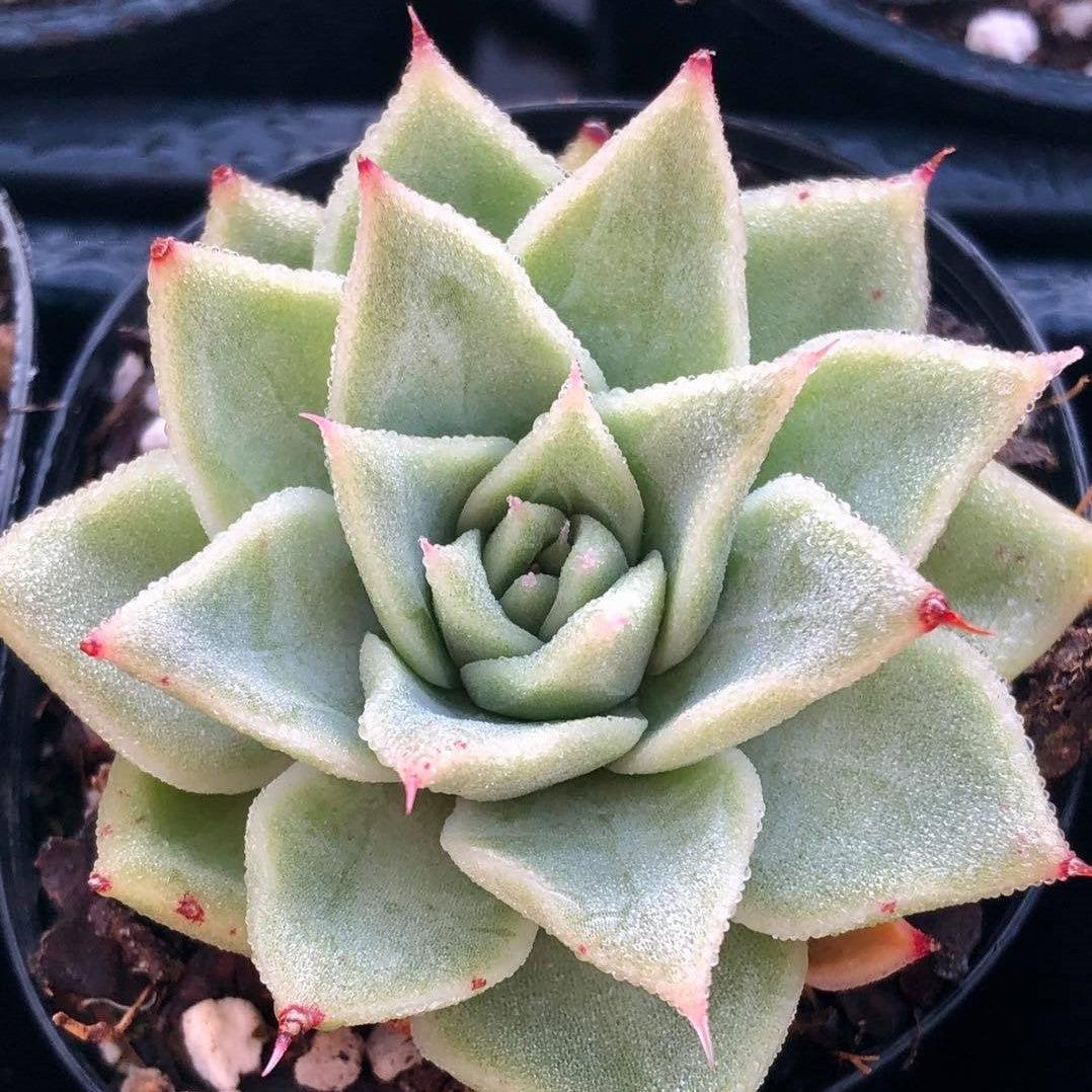 Echeveria agavoides 'Emerald' ~ Emerald Echeveria-ServeScape