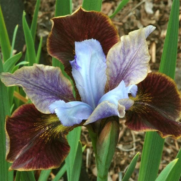 Iris sibirica 'Black Joker' ~ Monrovia® Peacock™ Black Joker Siberian Iris-ServeScape