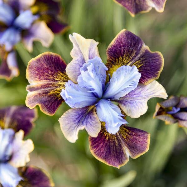 Iris sibirica 'Black Joker' ~ Monrovia® Peacock™ Black Joker Siberian Iris-ServeScape